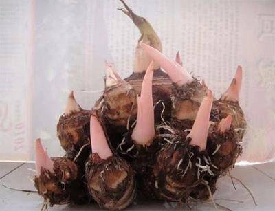 组培脱毒红芽芋种