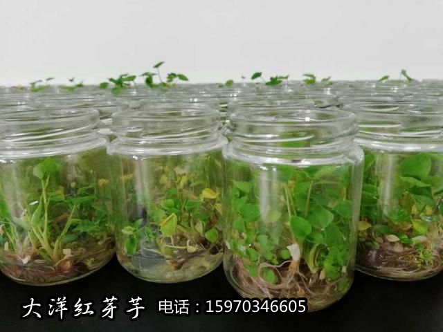 组培脱毒培育苗